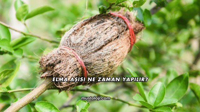 Elma Aşısı Ne Zaman Yapılır?