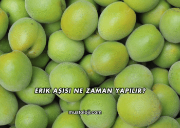 Erik Aşısı Ne Zaman Yapılır?