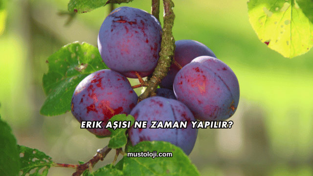 Erik Aşısı Ne Zaman Yapılır?
