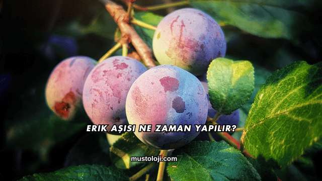 Erik Aşısı Ne Zaman Yapılır?