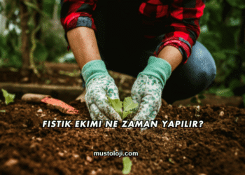 Fıstık Ekimi Ne Zaman Yapılır?