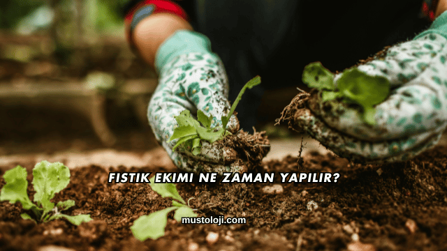 Fıstık Ekimi Ne Zaman Yapılır?