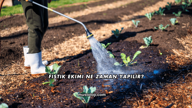 Fıstık Ekimi Ne Zaman Yapılır?