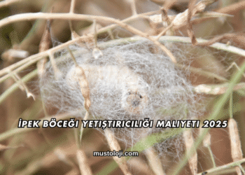 İpek Böceği Yetiştiriciliği Maliyeti 2025