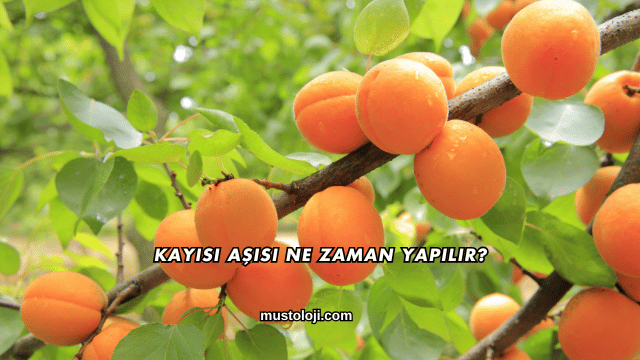 Kayısı Aşısı Ne Zaman Yapılır?