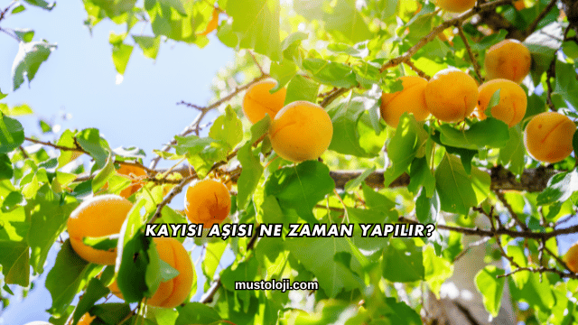 Kayısı Aşısı Ne Zaman Yapılır?