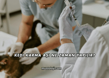 Kedi Karma Aşı Ne Zaman Yapılır?