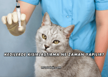 Kedilerde Kısırlaştırma Ne Zaman Yapılır?