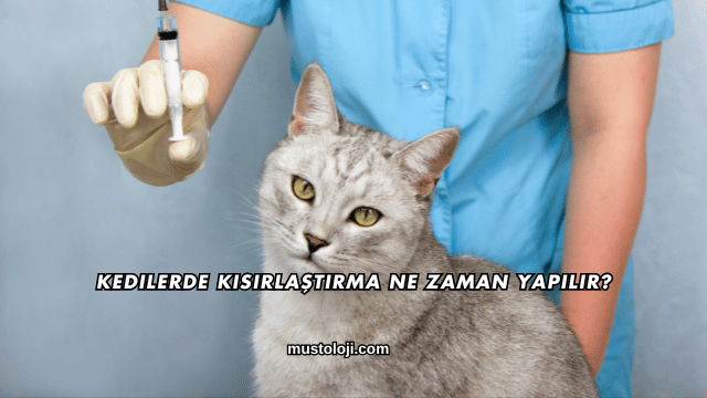 Kedilerde Kısırlaştırma Ne Zaman Yapılır?