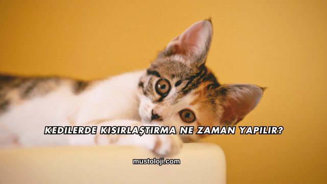 Kedilerde Kısırlaştırma Ne Zaman Yapılır?