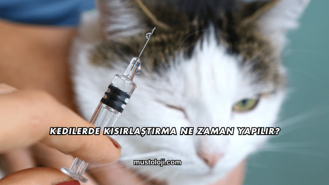 Kedilerde Kısırlaştırma Ne Zaman Yapılır?