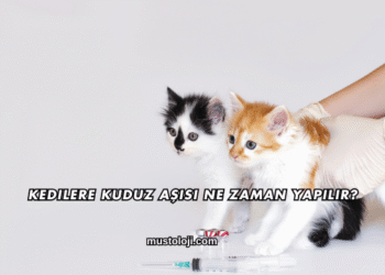 Kedilere Kuduz Aşısı Ne Zaman Yapılır?