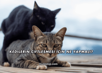 Kedilerin Çiftleşmesi İçin Ne Yapmalı?