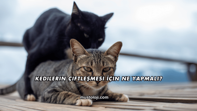 Kedilerin Çiftleşmesi İçin Ne Yapmalı?
