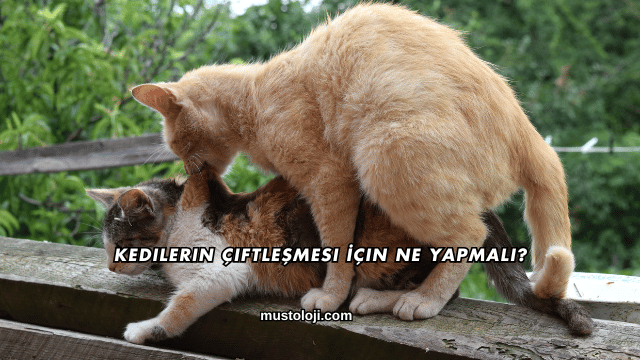 Kedilerin Çiftleşmesi İçin Ne Yapmalı?