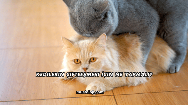 Kedilerin Çiftleşmesi İçin Ne Yapmalı?