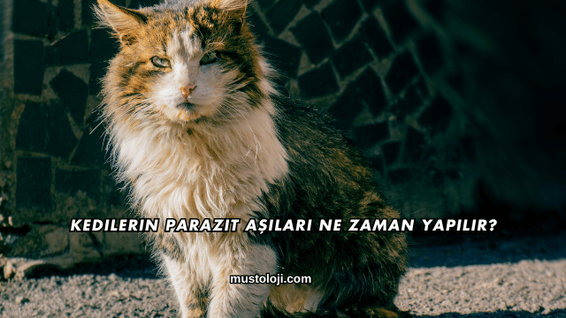 Kedilerin Parazit Aşıları Ne Zaman Yapılır?