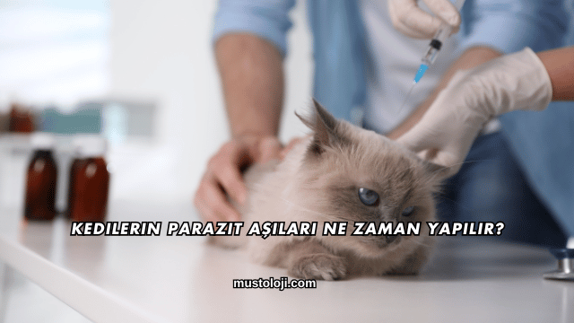Kedilerin Parazit Aşıları Ne Zaman Yapılır?