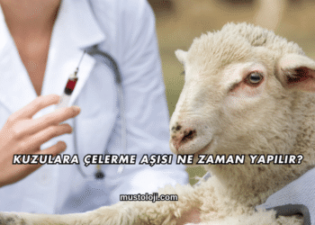 Kuzulara Çelerme Aşısı Ne Zaman Yapılır?
