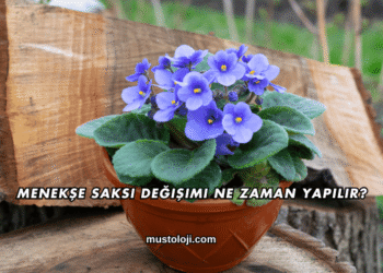 Menekşe Saksı Değişimi Ne Zaman Yapılır?
