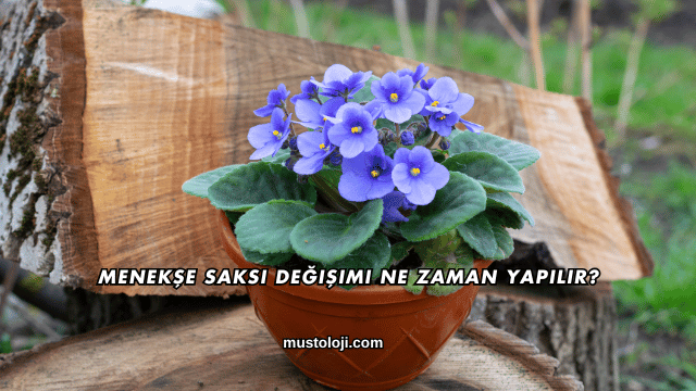 Menekşe Saksı Değişimi Ne Zaman Yapılır?