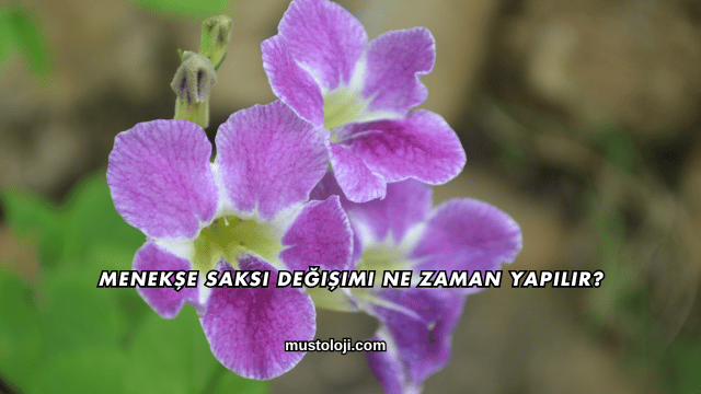 Menekşe Saksı Değişimi Ne Zaman Yapılır?