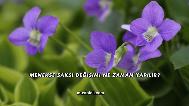 Menekşe Saksı Değişimi Ne Zaman Yapılır?
