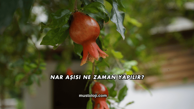Nar Aşısı Ne Zaman Yapılır?