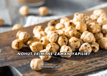 Nohut Ekimi Ne Zaman Yapılır?