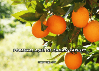 Portakal Aşısı Ne Zaman Yapılır?