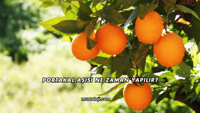 Portakal Aşısı Ne Zaman Yapılır?