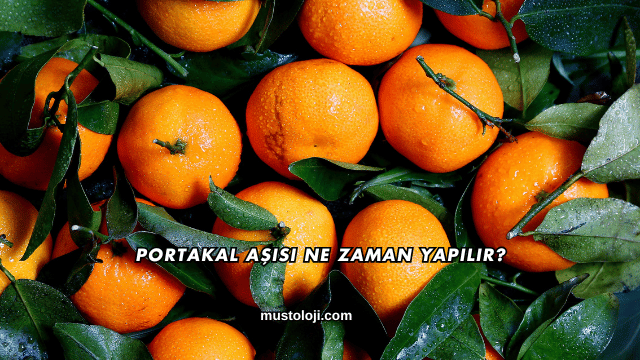 Portakal Aşısı Ne Zaman Yapılır?