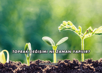 Toprak Değişimi Ne Zaman Yapılır?