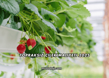 Topraksız Çilek Maliyeti 2025
