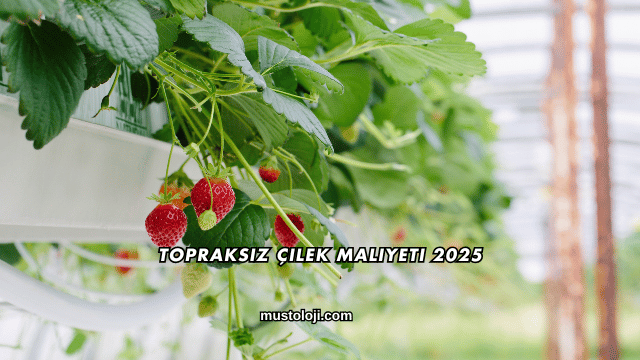 Topraksız Çilek Maliyeti 2025