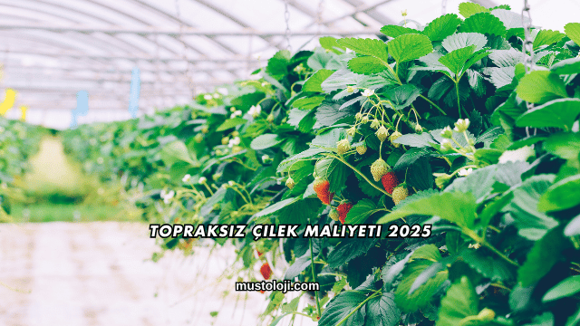 Topraksız Çilek Maliyeti 2025