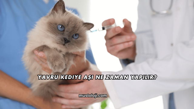Yavru Kediye Aşı Ne Zaman Yapılır?