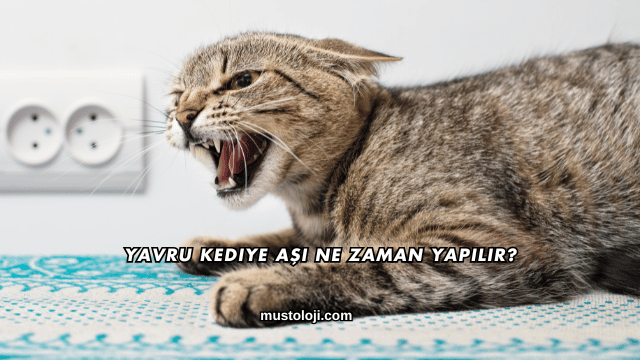 Yavru Kediye Aşı Ne Zaman Yapılır?