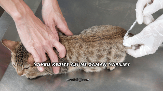 Yavru Kediye Aşı Ne Zaman Yapılır?