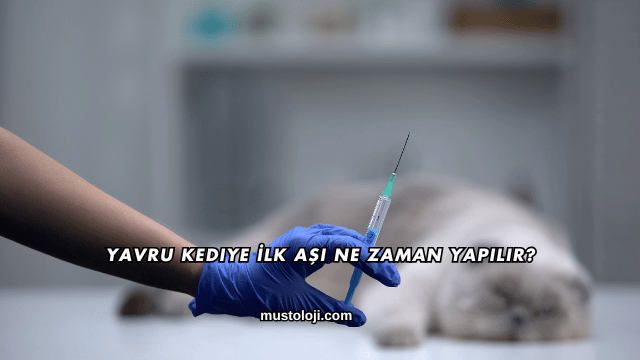 Yavru Kediye İlk Aşı Ne Zaman Yapılır?
