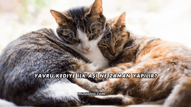 Yavru Kediye İlk Aşı Ne Zaman Yapılır?