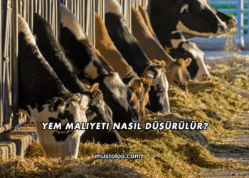 Yem Maliyeti Nasıl Düşürülür?