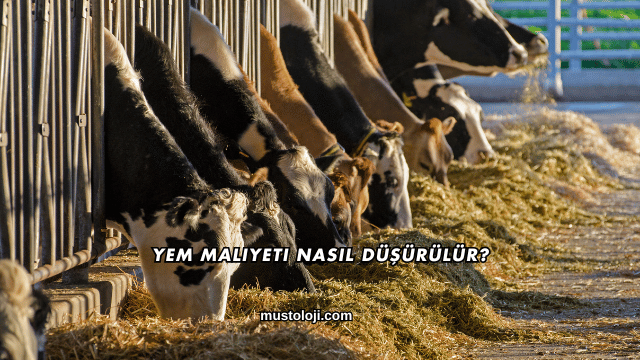 Yem Maliyeti Nasıl Düşürülür?