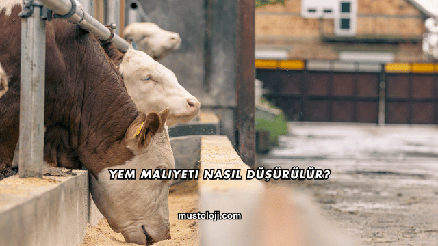 Yem Maliyeti Nasıl Düşürülür?