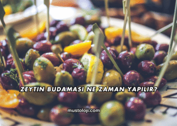 Zeytin Budaması Ne Zaman Yapılır?