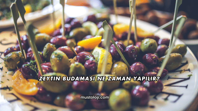 Zeytin Budaması Ne Zaman Yapılır?