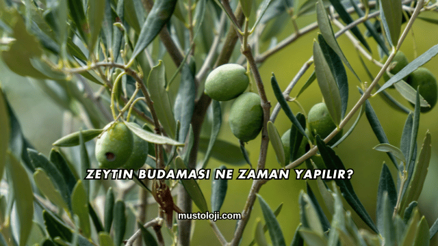 Zeytin Budaması Ne Zaman Yapılır?