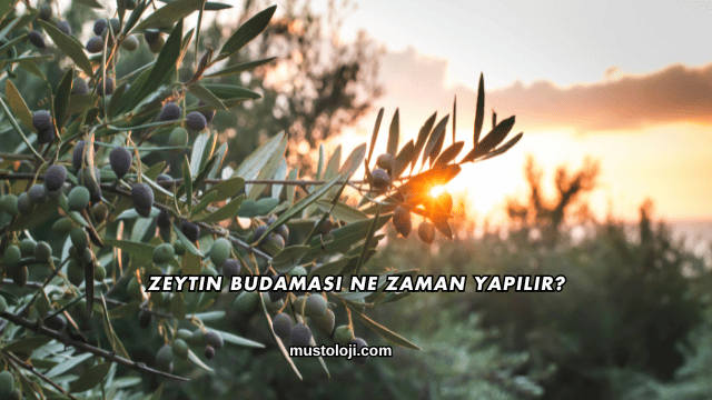 Zeytin Budaması Ne Zaman Yapılır?