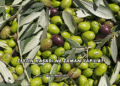 Zeytin Hasadı Ne Zaman Yapılır?
