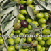 Zeytin Hasadı Ne Zaman Yapılır?